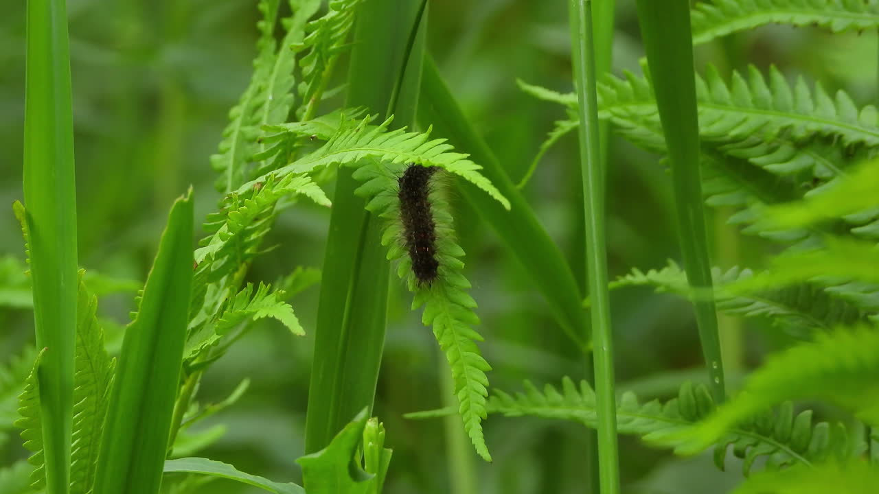 la oruga se mueve hacia arriba en el viaje de la hoja