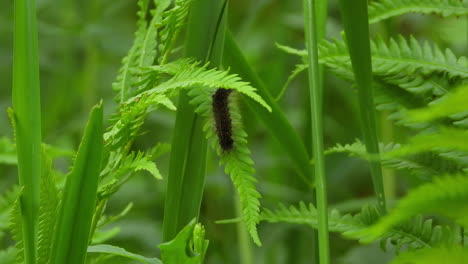 caterpillar moves up on the leaf journey