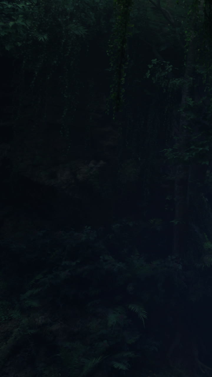 Scena di una foresta oscura con alberi e felci al crepuscolo in un ambiente naturale.