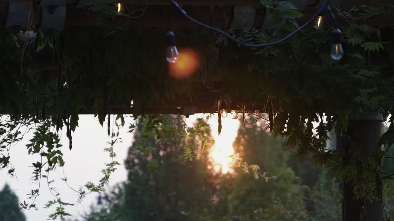 여름 동안 공원에 있는 나무 파빌리온에 매달려 있는 녹색 담쟁이덩굴을 통해 빛나는 아름다운 주황색과 붉은 석양