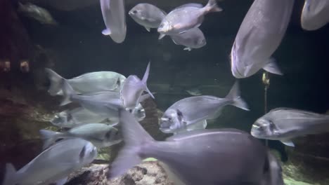 Paris-aquarium,-Paris-france,-fishes-in-tank,-slow-motion