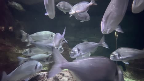 acuario de parís, parís francia, peces en el tanque, cámara lenta
