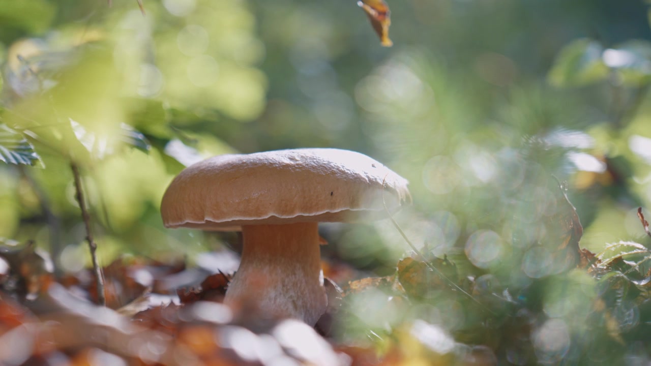 Smooth gimbal close-up captures a big mushroom on the forest floor, sunlight streaming through lush old-growth greenery and leaves in Slovenia, with crisp natural textures and vibrant color.