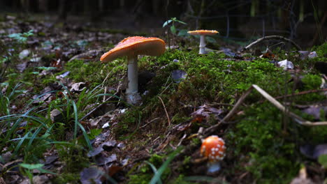 Setas-Venenosas-En-Un-Bosque-Húmedo-Y-Cubierto-De-Musgo-En-Otoño,-Rodeado-De-Algunas-Hojas-Húmedas