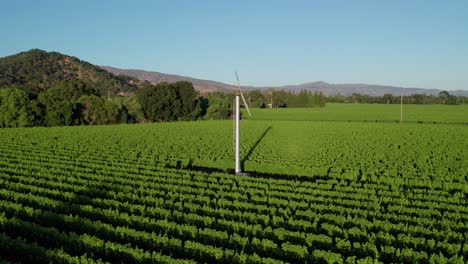 aerial-pull-back-over-green-vibrant-vineyard-showcasing-vineyard-fan-in-the-Napa-Valley
