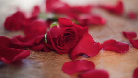 Nahaufnahme-Roter-Rosenblätter,-Die-In-Zeitlupe-Auf-Weißes-Fell-Fallen