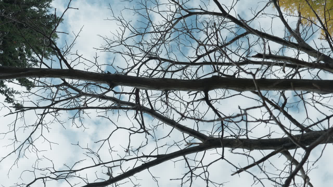 Ramas sin hojas sobre un cielo nuboso, pino. La cámara se desplaza hacia arriba a través de ramitas desnudas y nodos en ciernes, revelando una copa de pino oscura y un cielo pálido azul encapotado con una brisa suave y lenta, ambiente tranquilo y contemplativo