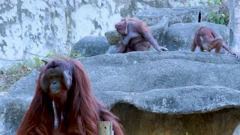 orangutanes interactuando en el terreno rocoso en chonburi