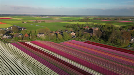 Aerial-view-of-tulips-field-at-sunny-spring-in-countryside,-The-Netherlands