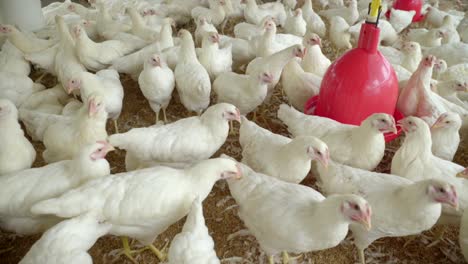 pollos blancos en un gran golpe de pollo al estilo de corral