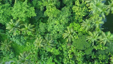 vista aérea o de drones de la selva verde profunda-7