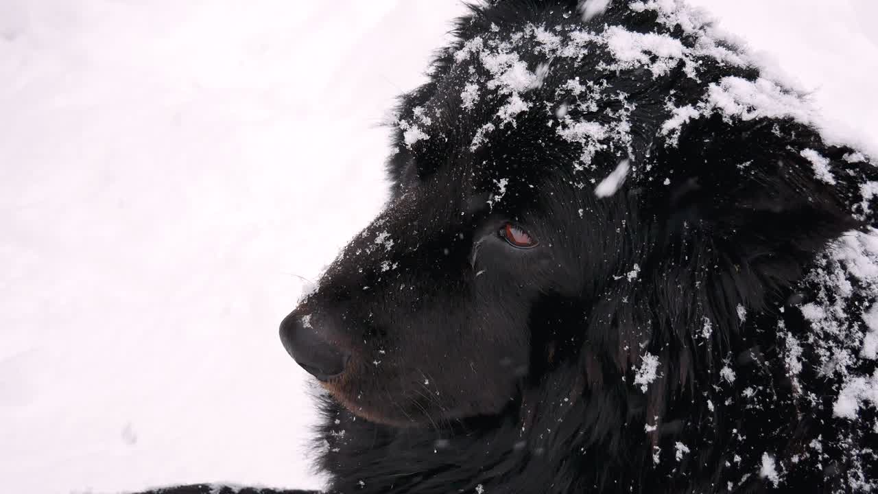 perro sin hogar en la nieve de invierno mira a la cámara con ojos de tristeza