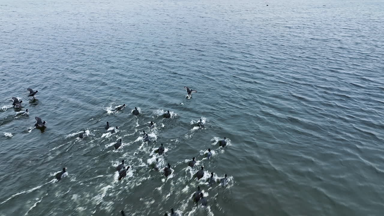 Flock of Birds Taking Flight Over Water