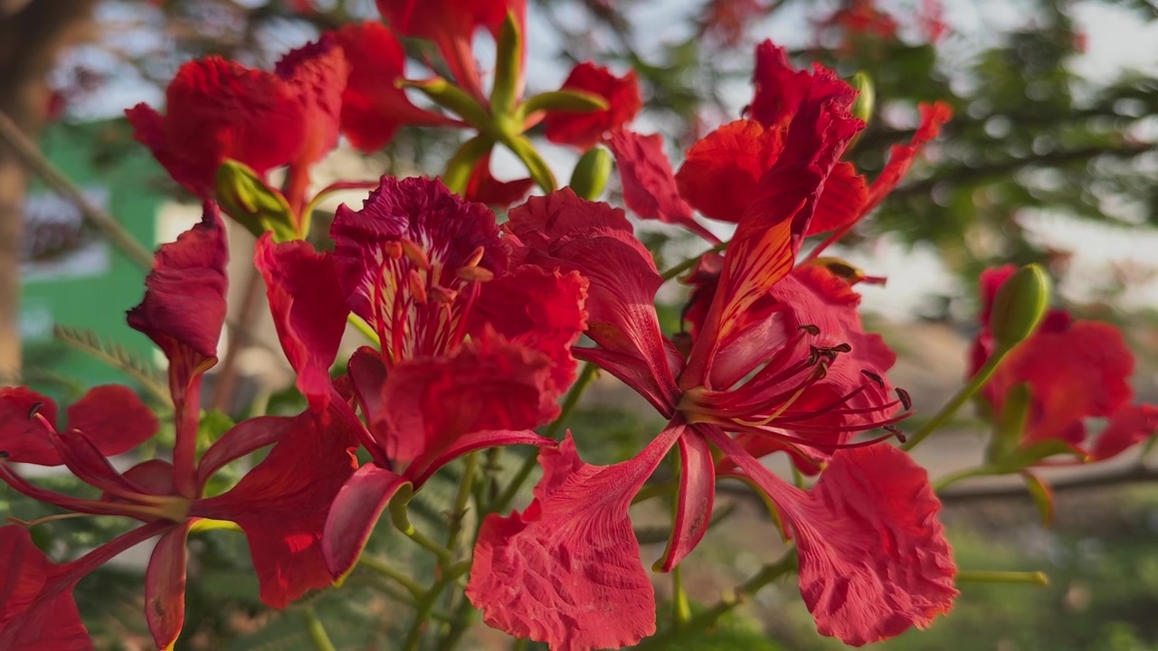 Tampilan jarak dekat bunga Gulmohar yang semarak mekar penuh, menampilkan kelopak merah cerah, benang sari yang halus, dan tekstur yang kaya diterangi oleh cahaya matahari jam emas yang hangat.