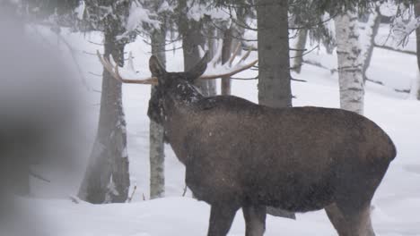 Großer-Gehörnter-Elch,-Der-Schnell-Durch-Schneebedeckten-Winterwald-Flieht---Mittlere-Zeitlupenfahrt