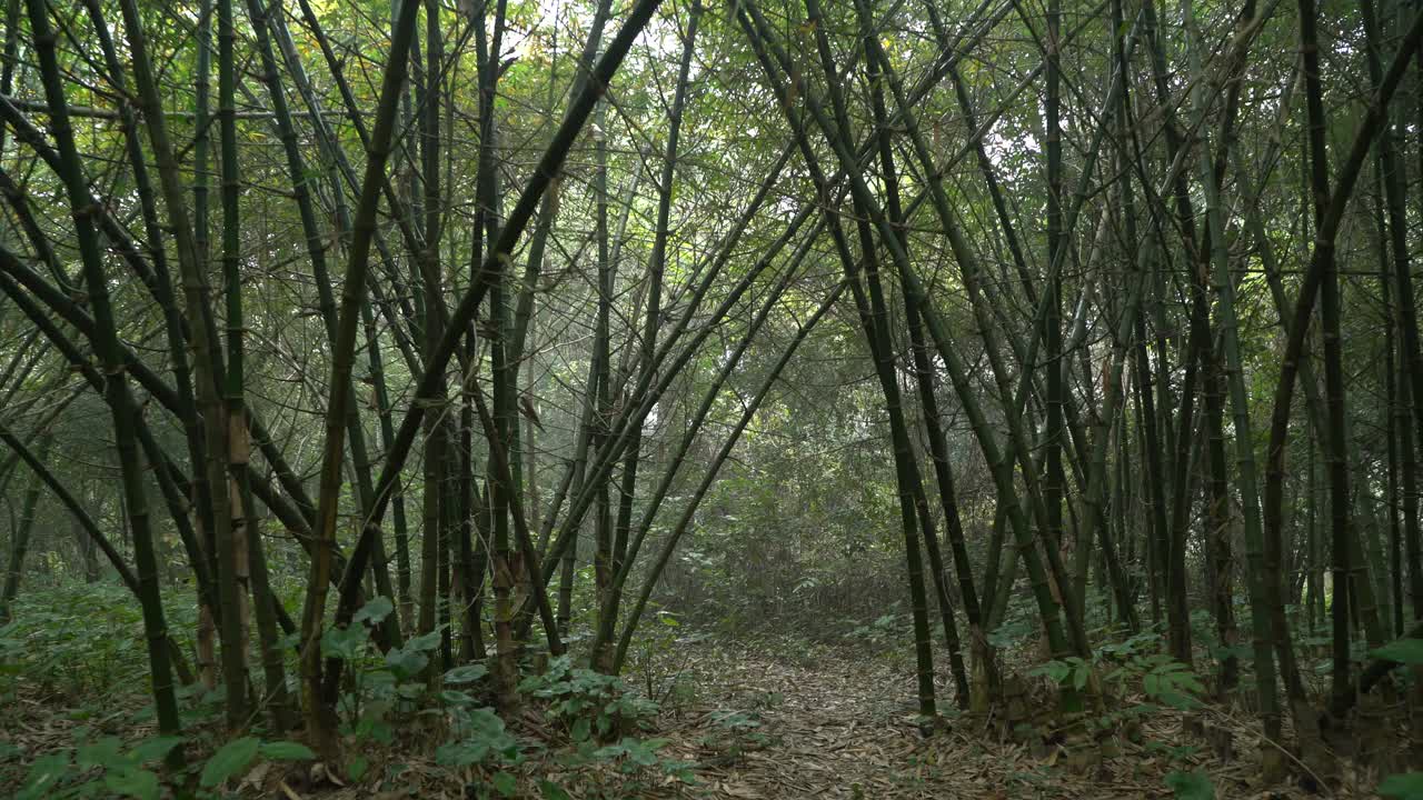 disparo de movimiento de verde profundo dentro del bosque