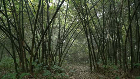 Motion-shot-of-deep-green-inside-forest