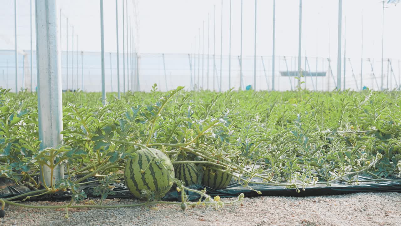 Watermelons growing in greenhouse: agriculture and farming