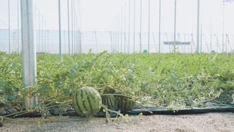watermelons growing in greenhouse: agriculture and farming