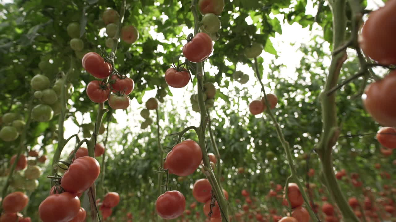 멕시코 중앙에 있는 토마토 온실