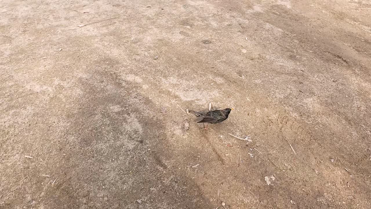 Uno storno si muove in un'area del parco