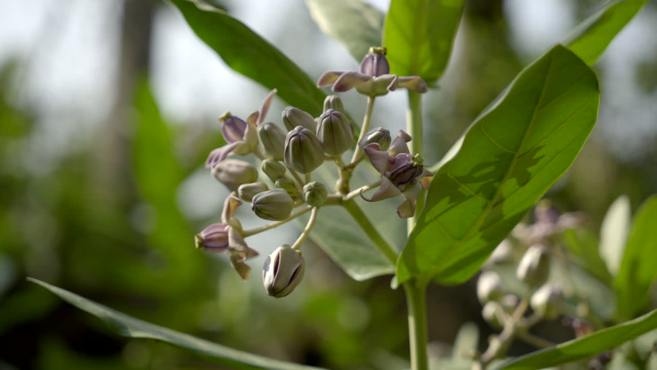 close up de una planta de flores de corona púrpura