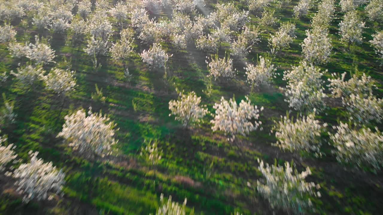 Aerial shot of cherry blossom trees at sunset