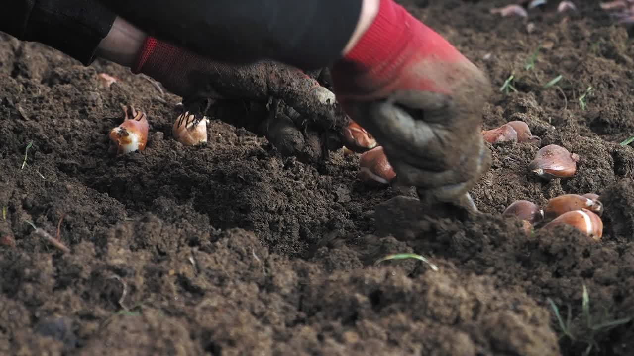 Planting Tulips