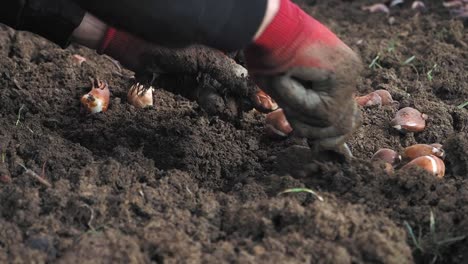 planting tulips