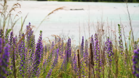 lavender field in the wind, beautiful flower landscape