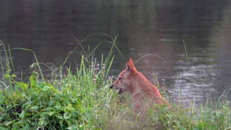 a dog sitting on the bank of a river watching the water before running off