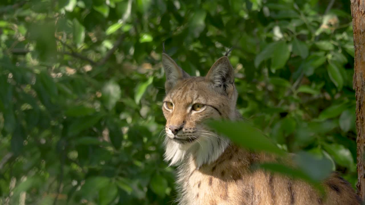 vista lateral de cerca del lince eurasiático épico rodeado de una espesa vegetación verde en suecia 4k