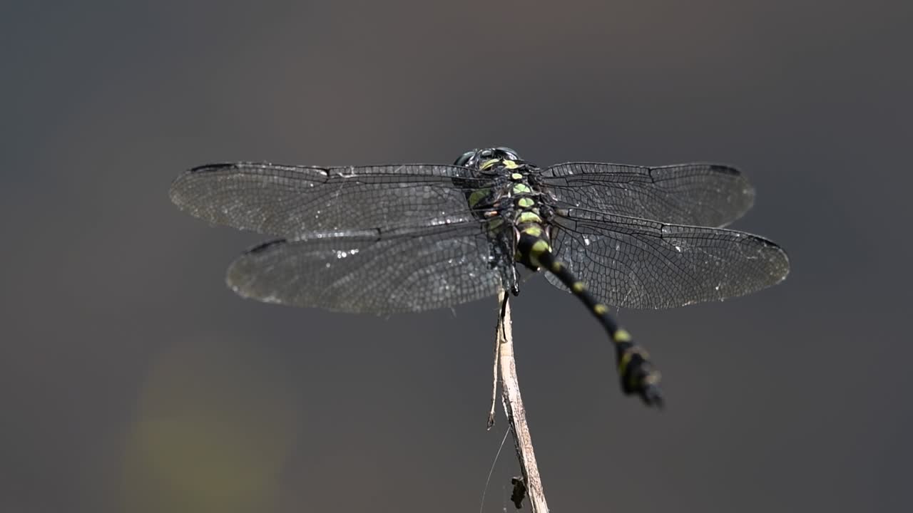 la libélula de cola de brida común se ve comúnmente en tailandia y asia