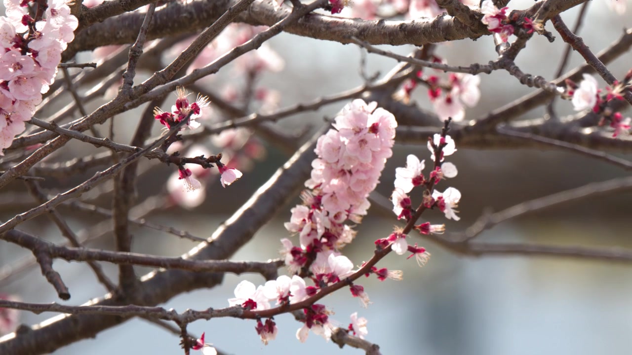 Primo piano statico di fiori di sakura rosa che sbocciano sui rami sotto la luminosa luce naturale del giorno