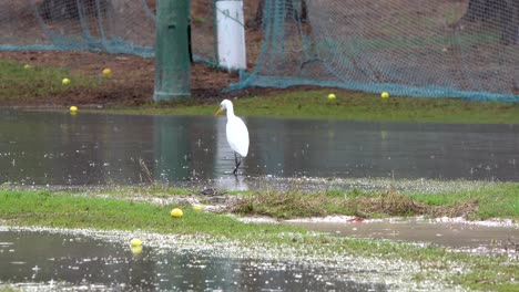 Reiher-Frisst-Auf-Dem-Golfplatz,-Während-Es-Regnet,-Die-Driving-Range-Ist-Von-Kaltem-Tropfen-überflutet