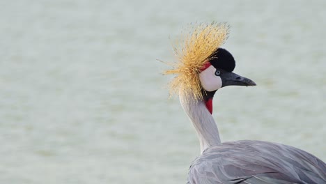 Slow-Motion-Shot-of-Beautiful-Grey-Crowned-Cranes-on-Mara-river-bank-as-water-flows-in-a-calming-tranquil-scene,-African-Wildlife-in-Maasai-Mara,-Kenya,-Africa-Safari-Animals-in-Masai-Mara