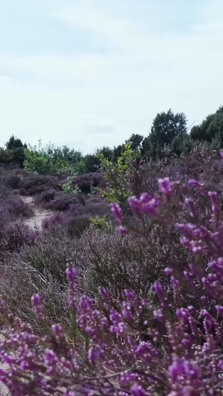 Vibrant Purple Heather Field Landscape