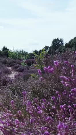 vibrant purple heather field landscape