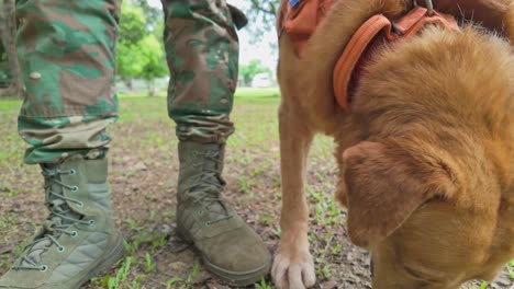 humanitarian rescue: army labrador in action saving lives in critical situations