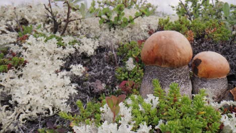 hermoso hongo boletus edulis en el musgo de la tundra ártica. hongo blanco en la hermosa naturaleza paisaje natural de noruega. temporada de hongos.