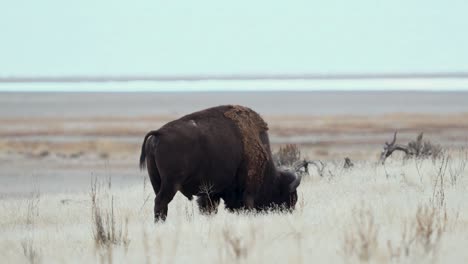 el bisonte americano o el búfalo pastando en la isla del antílope, utah