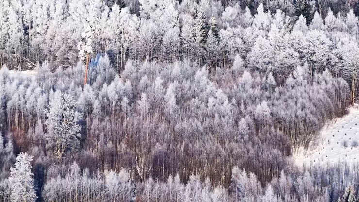 Luftsporing direkte over frostbelagt skov med træer dækket af sne og is, tyk baggrund