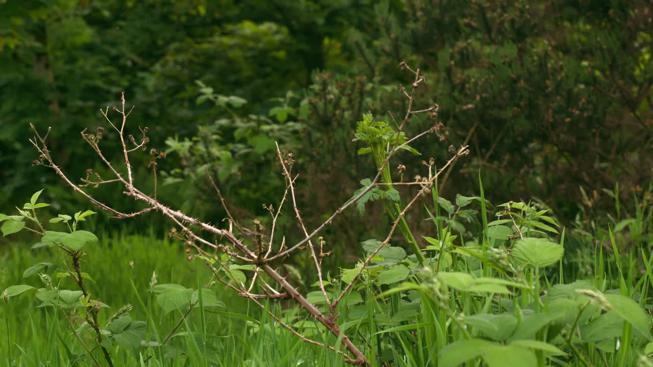 Bird flies and catches moth in its beak and flies away. Robbin hunting in meadow and feeding on insect. Gold swift moth being eaten.