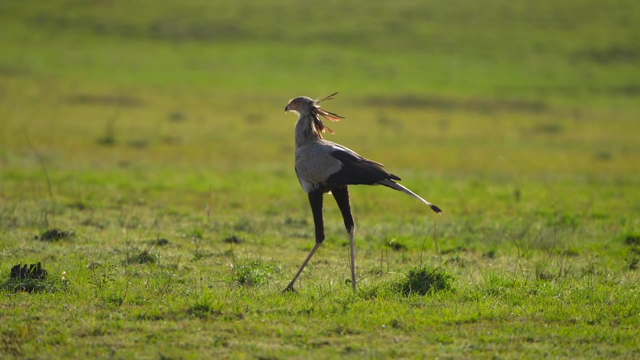 Uccello segretario che cammina attraverso le praterie aperte della Riserva Nazionale Maasai Mara, Kenya, durante un safari faunistico