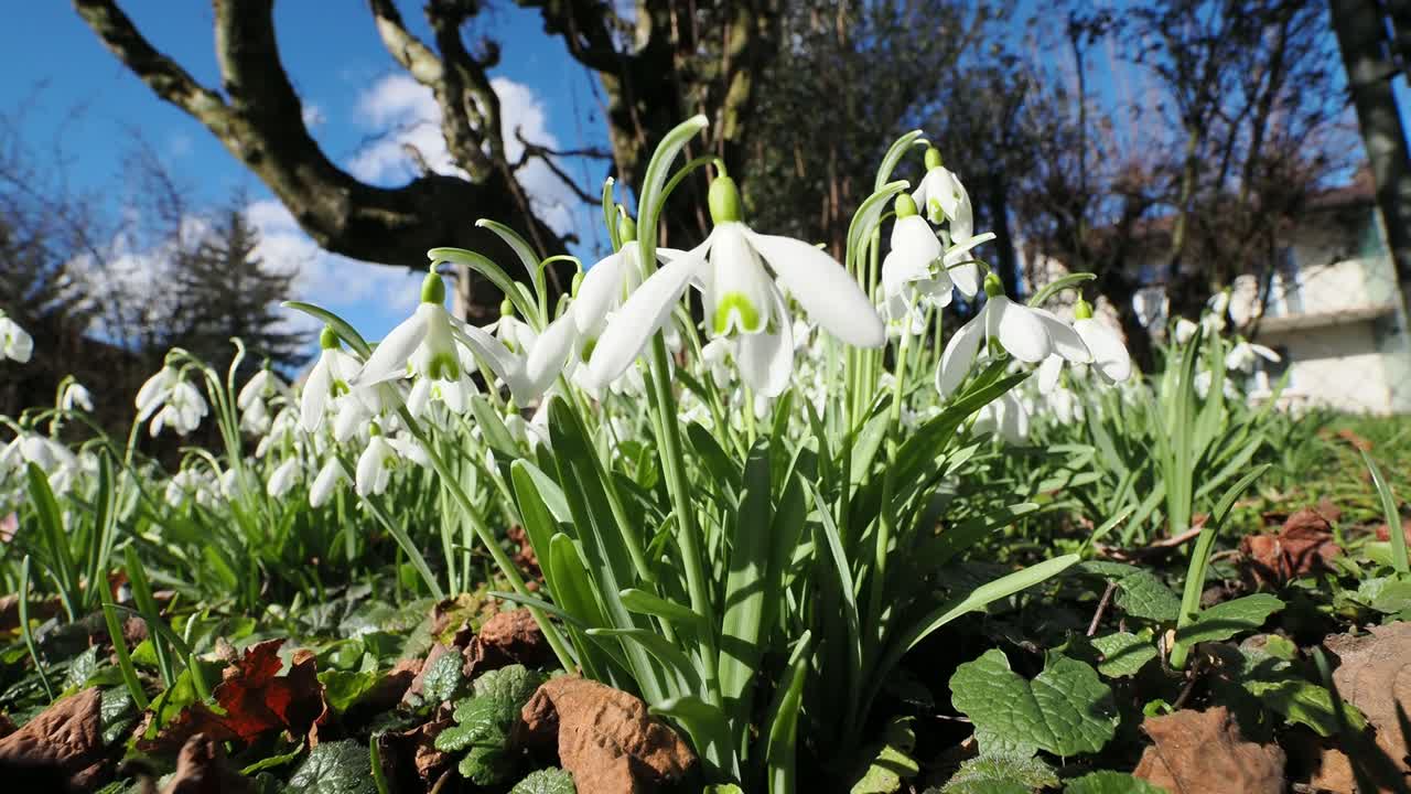 Fiori di bucaneve bianchi (Galanthus nivalis) in fiore in una giornata di sole