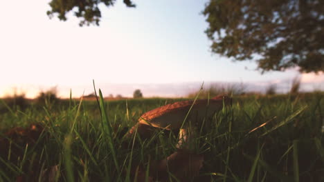 dolly out shot of wild shrooms in the nature, cinematic view of mushrooms in outdoor field