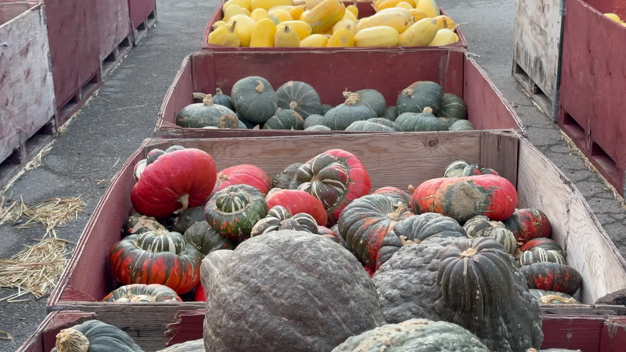 A collection of colorful squash and gourds displayed in rustic wooden bins