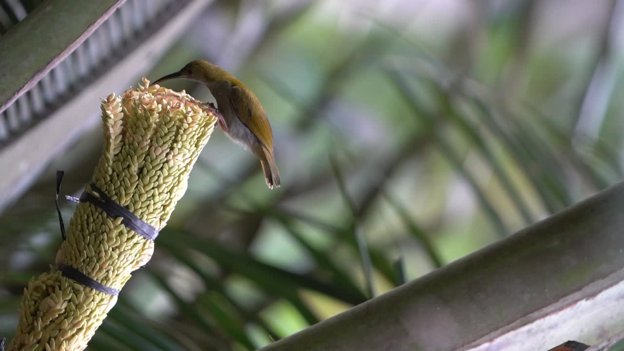 burung madu kelapa o pájaro sol de garganta marrón sentado y comiendo en el árbol de coco