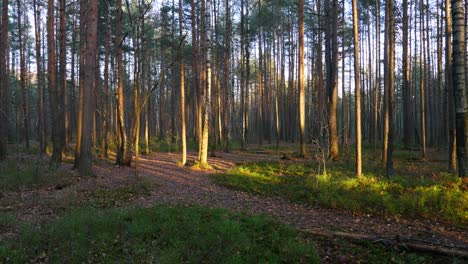 sun beam shine through autumn forest, illuminate trunks of young pine trees