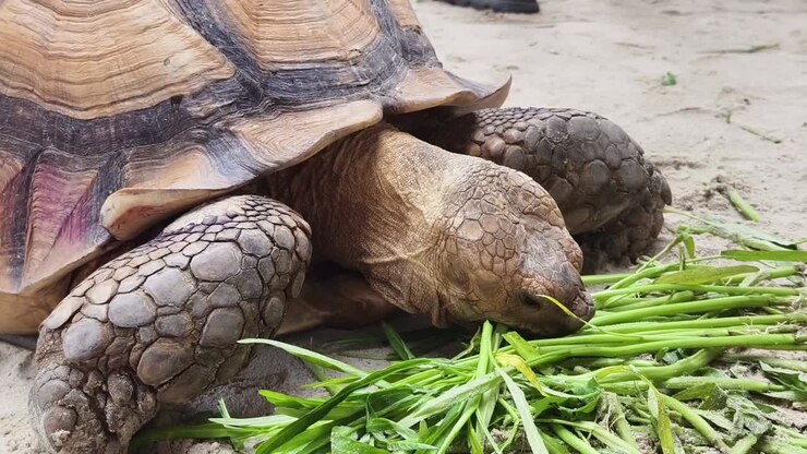 Giant Tortoise Eating Grass